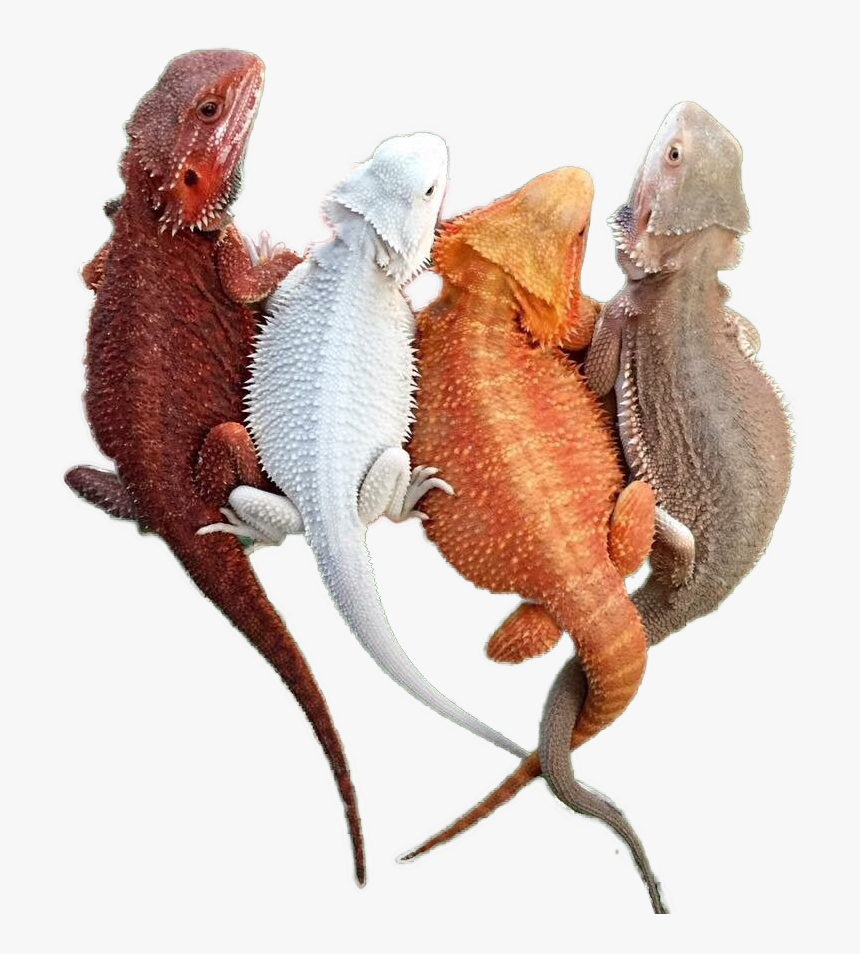 Different Colours Of Bearded Dragons, HD Png Download, Free Download