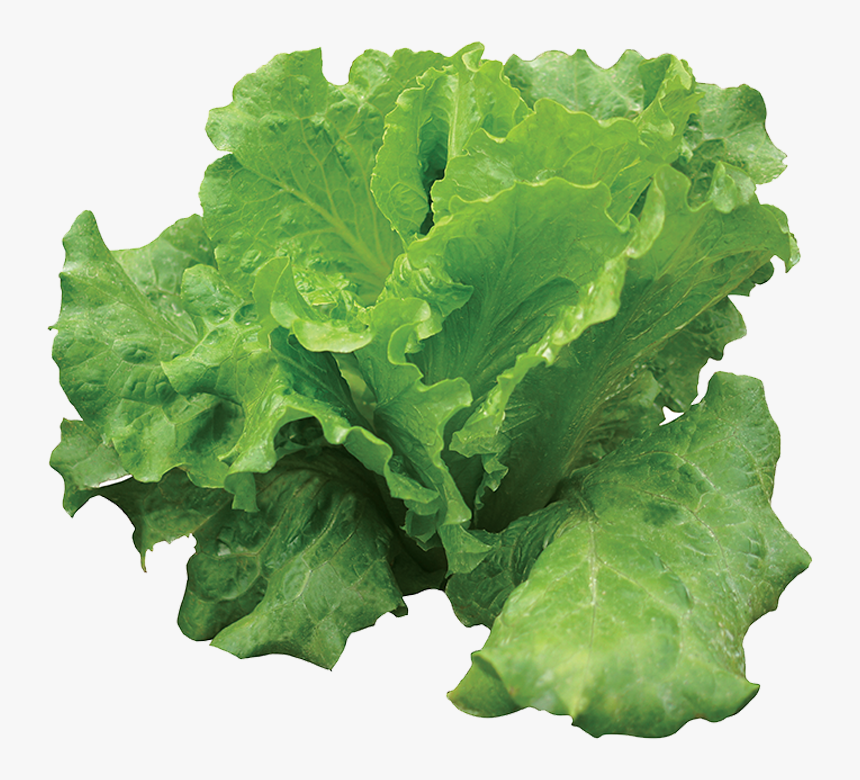 Lettuce, HD Png Download kindpng