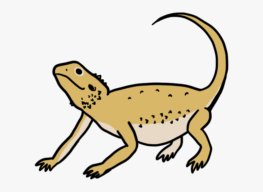 Bearded Dragons , Png Download, Transparent Png, Free Download