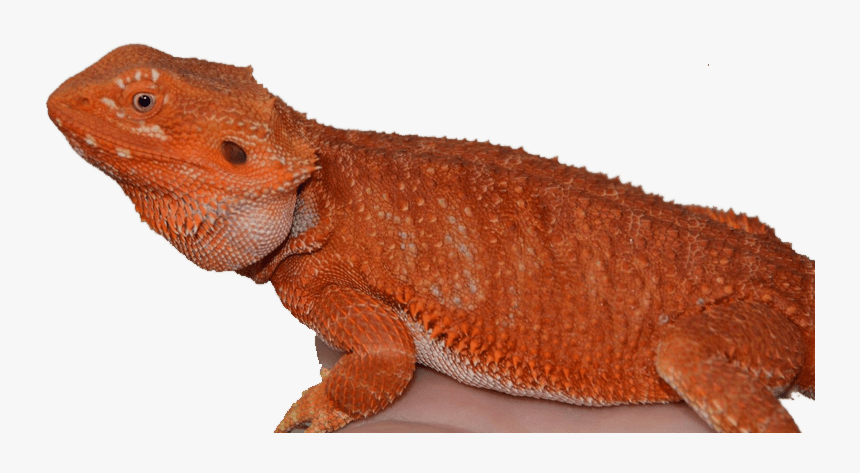 Bearded Dragon Breeders Carolina Classic Dragons - Agama, HD Png Download, Free Download