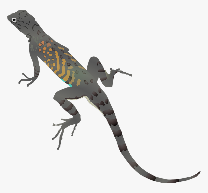 Lizard Clipart, HD Png Download, Free Download