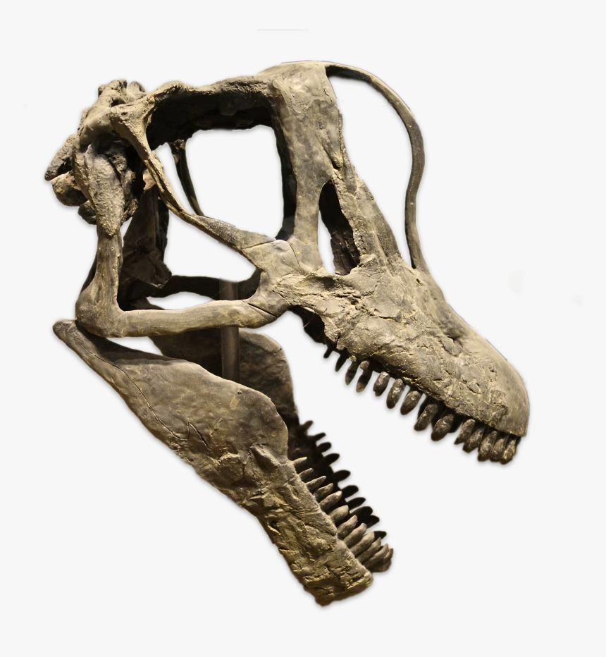 Transparent Brontosaurus Png - Brachiosaurus Skull, Png Download, Free Download