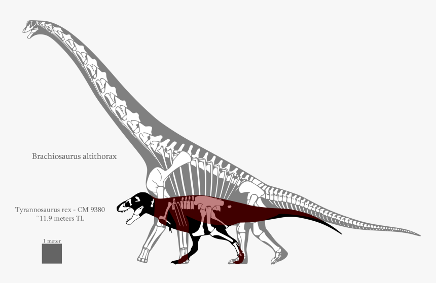 Brontosaurus Drawing Sauroposeidon - Brachiosaurus Compared To T Rex, HD Png Download, Free Download