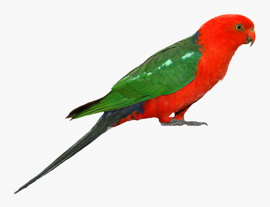 Parrot Png Clipart - King Parrot Png, Transparent Png, Free Download