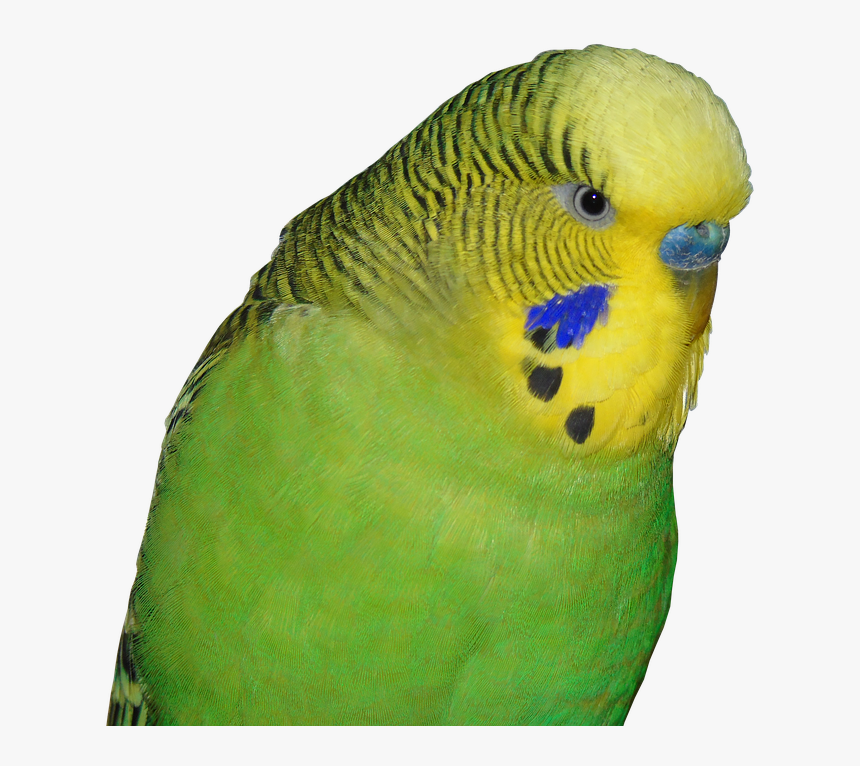 Transparent Parakeet Png - Budgie Parakeet Transparent Background, Png Download, Free Download