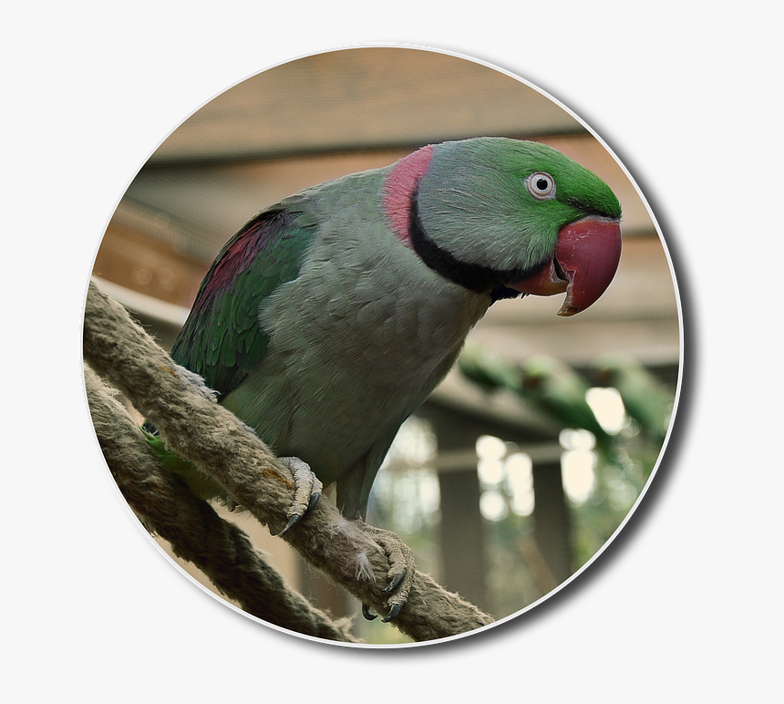 Alexander Parakeet, Hahn, Bird, Small Parrot - Parakeet, HD Png Download, Free Download