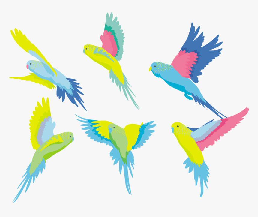 Transparent Parakeet Png - Macaw, Png Download, Free Download