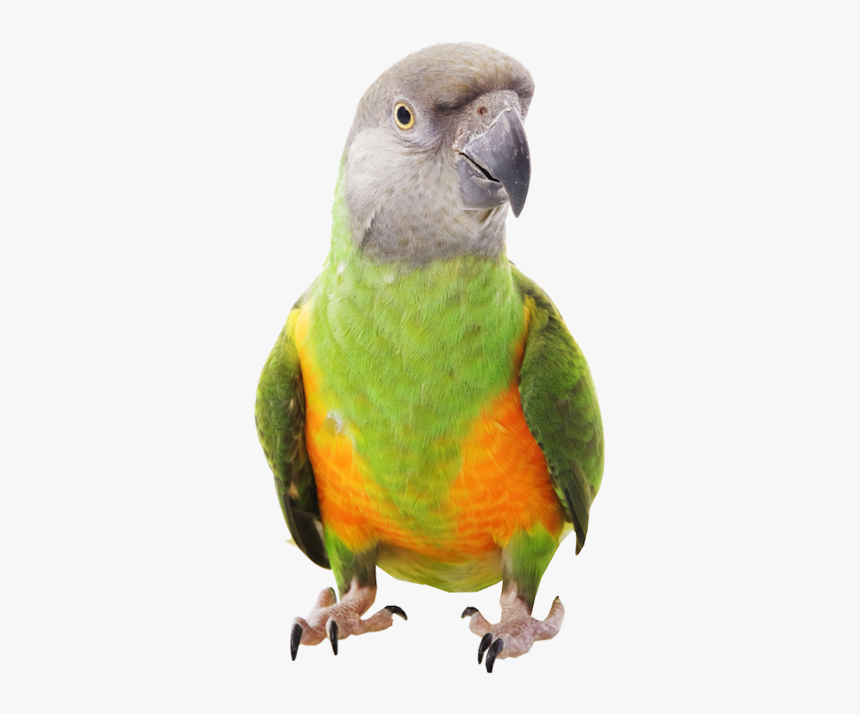 Senegal Parrot Transparent Background, HD Png Download, Free Download