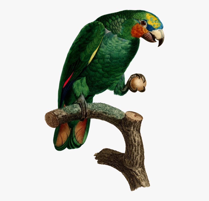 Macaw,parrot,perico - Papagei Kupferstich, HD Png Download, Free Download