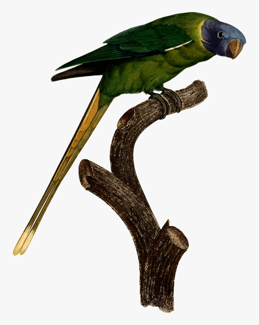 Parrot - Parakeet, HD Png Download, Free Download