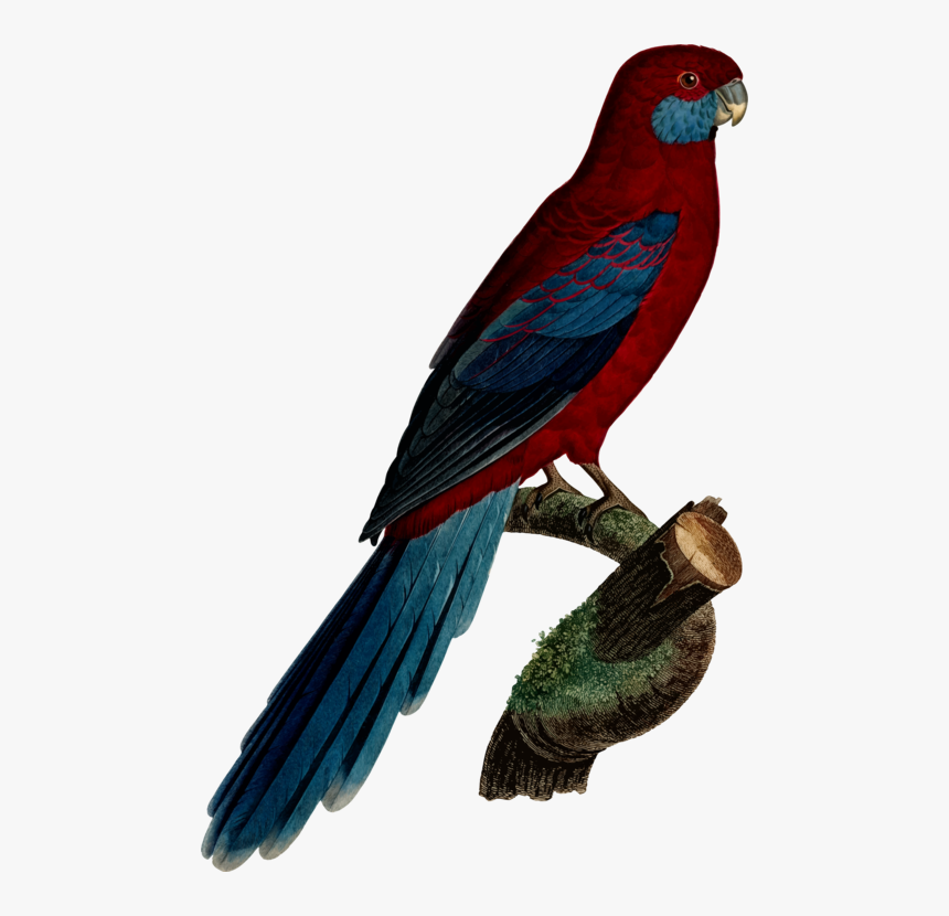 Transparent Macaw Png - Crimson Bird Clipart, Png Download, Free Download