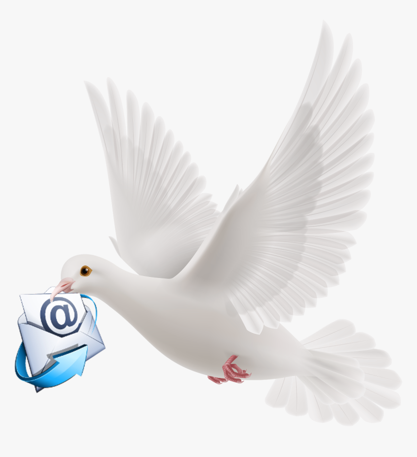 - - Transparent Background Dove Png, Png Download, Free Download