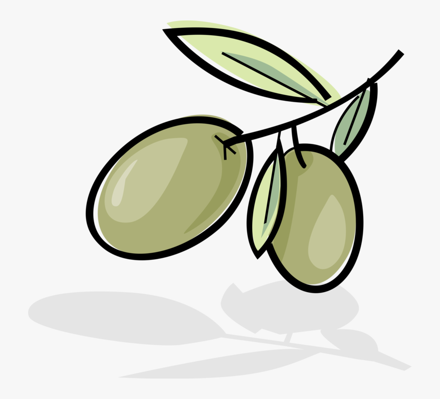 Vector Illustration Of Olives Growing On Plant Branch - Clipart Olives Png, Transparent Png, Free Download