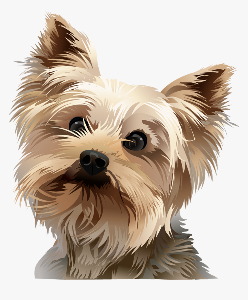 Picture Freeuse Stock Tshirt Standing Vibrant Animal - Yorkie Vector, HD Png Download, Free Download