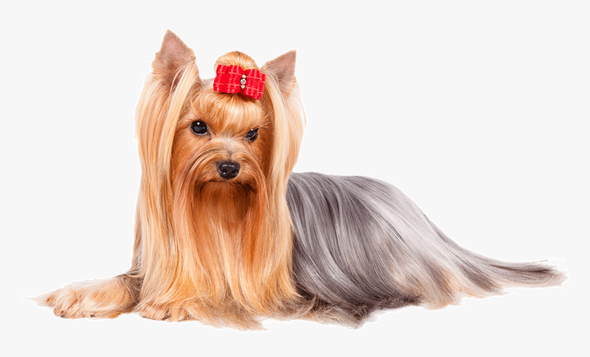 Yorkshire Terrier Png, Transparent Png, Free Download