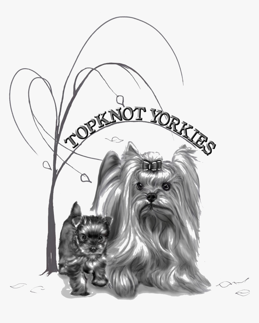Topknot Yorkshire Terriers Logo - Logo Yorkshire Terrier, HD Png Download, Free Download