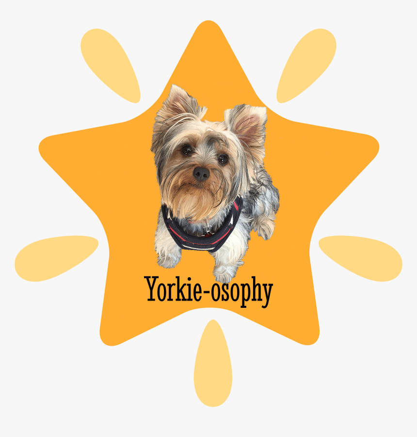 Yorkie-osophy - Yorkshire Terrier, HD Png Download, Free Download