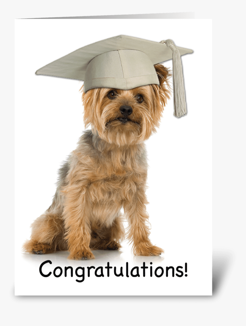 Graduation Yorkie With Cap Congrats Greeting Card - Yorkshire Terrier Graduating, HD Png Download, Free Download