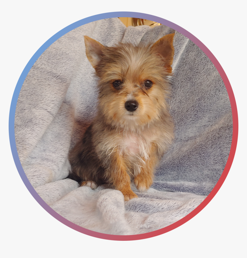 Yorkshire Terrier, HD Png Download, Free Download