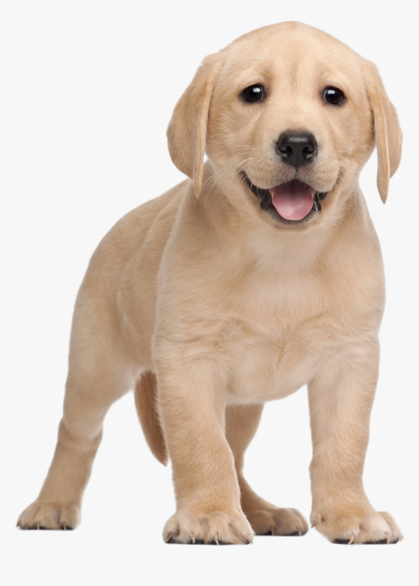 Breed,canidae,labrador Group,golden Retriever,companion - Un Perro Fondo Blanco, HD Png Download, Free Download