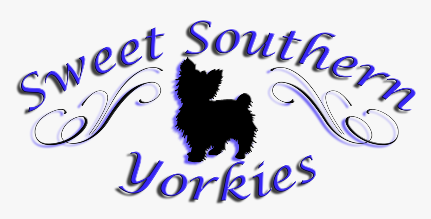 Sweet Southern Yorkie"s - Yorkshire Terrier, HD Png Download, Free Download