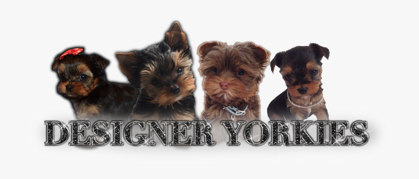 Designeryorkies, HD Png Download, Free Download