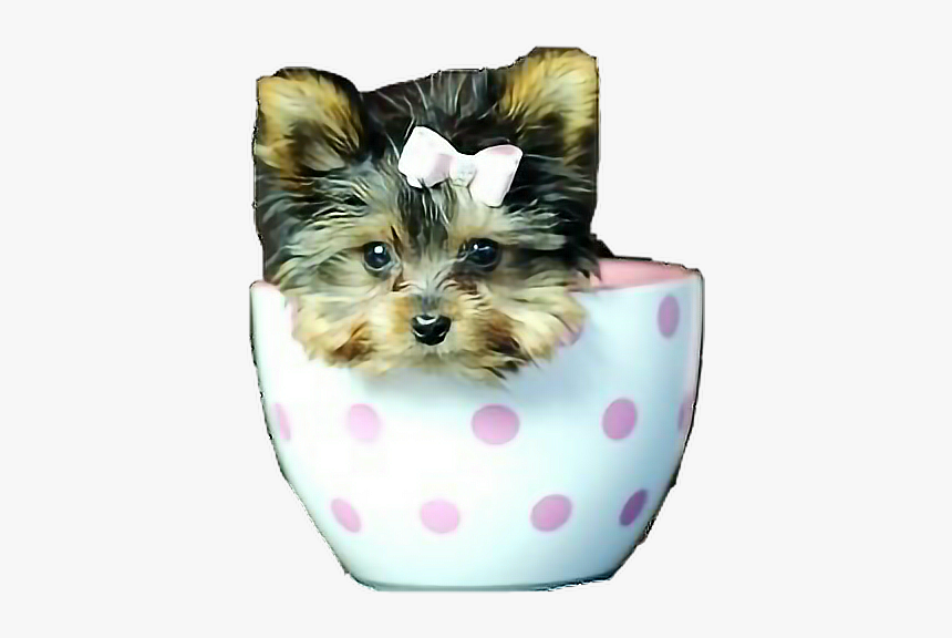 #poppies #poppy #teacuppuppy #yorkie #yorkiepuppies - Teacup Smallest Puppies, HD Png Download, Free Download