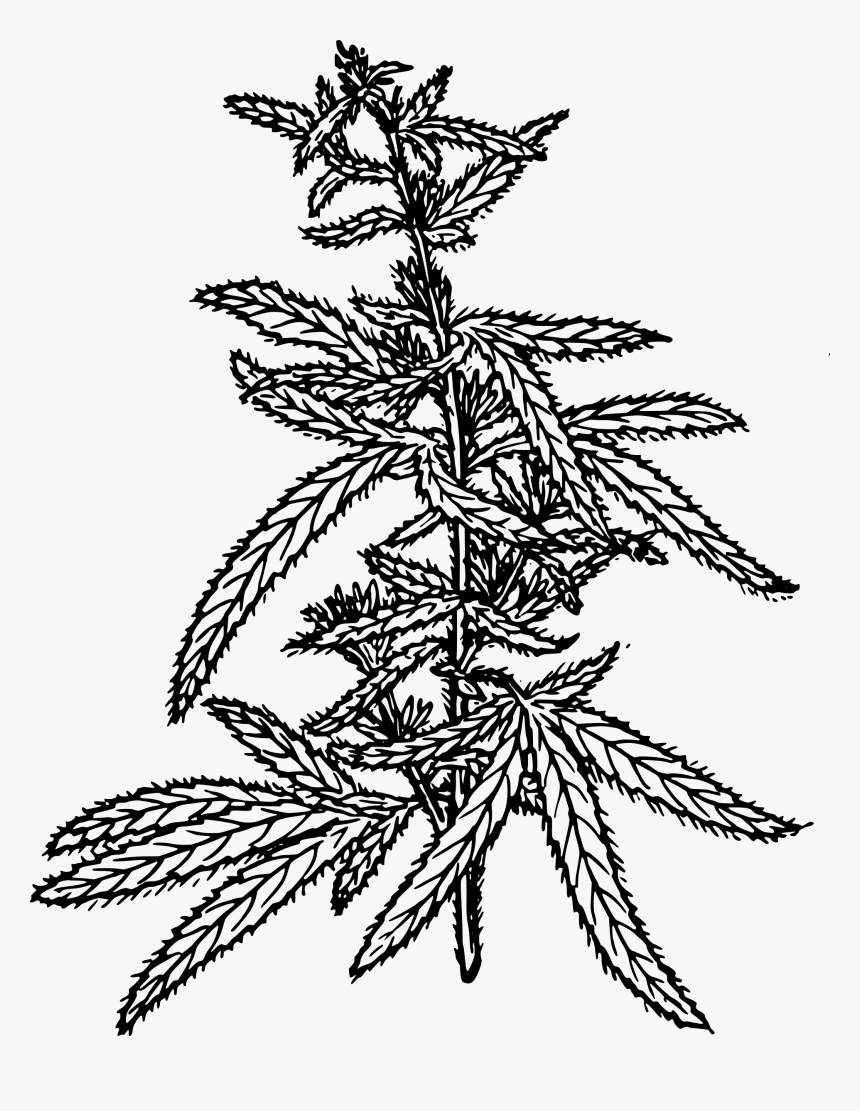 Hemp Clip Arts - Drawing Of Cannabis Flowers, HD Png Download, Free Download