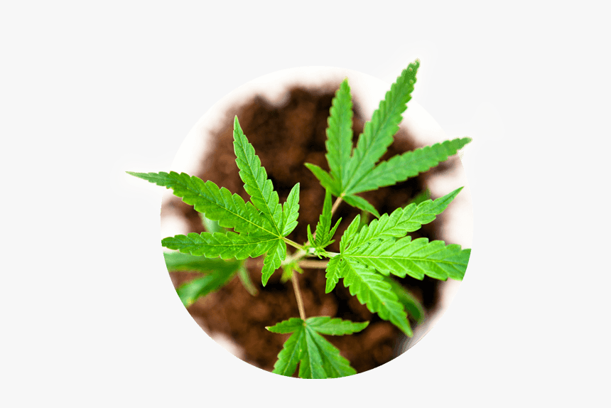 Hemp Plant - Industrial Hemp, HD Png Download, Free Download