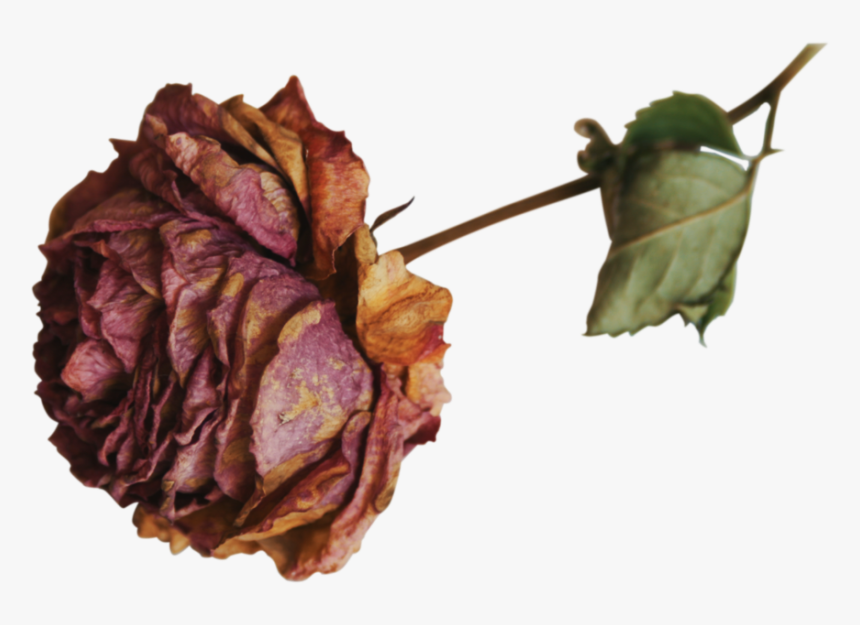 #dead#flower - Transparent Dead Flower Png, Png Download, Free Download