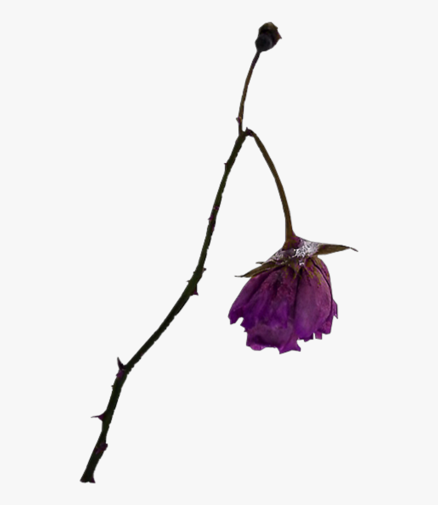 #dead#rose#kzap - Bellflower, HD Png Download, Free Download