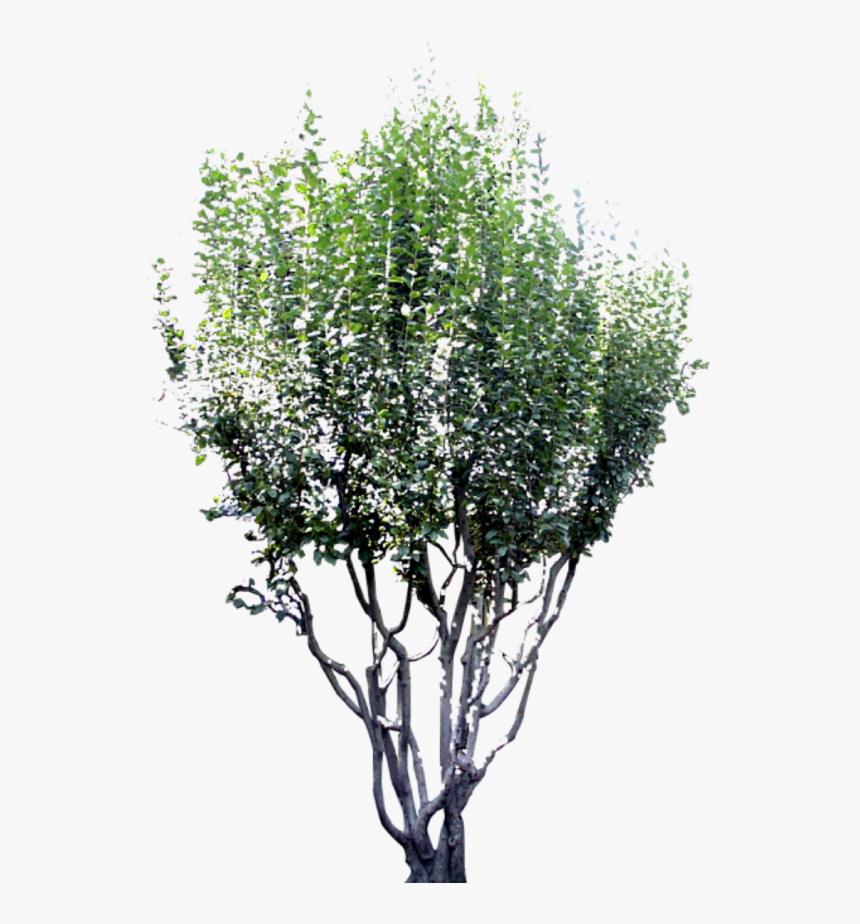 #tree #bush #nature #garden #outdoors Sticker Owned - 效果 图, HD Png Download, Free Download