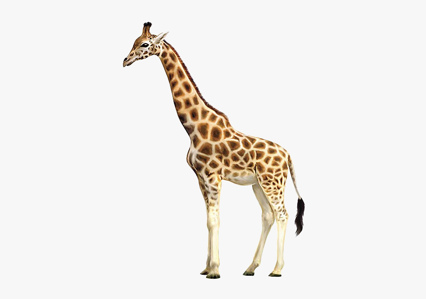 Clip Art Reticulated Giraffes Okapi Drawing - Transparent Background Giraffe Clipart, HD Png Download, Free Download