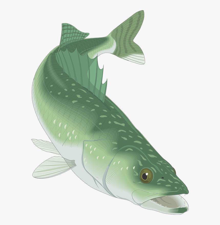 Walleye Clip Art - Walleye Fishing Clip Art, HD Png Download, Free Download