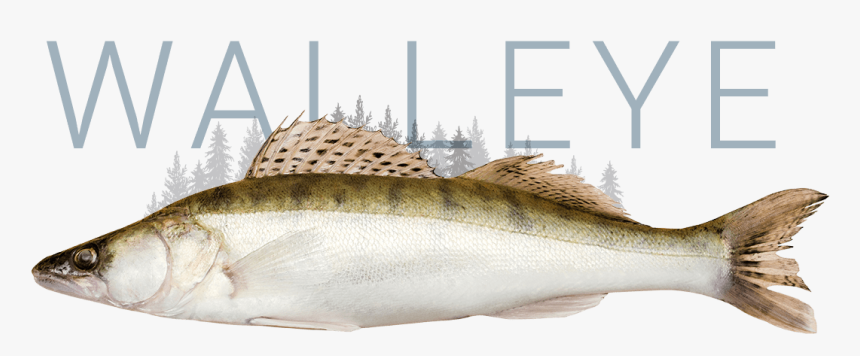 Walleye - Fish Walleye, HD Png Download, Free Download