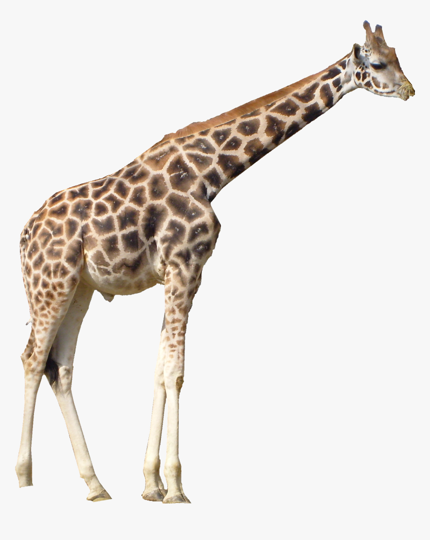 Giraffe Transparent Png, Png Download, Free Download