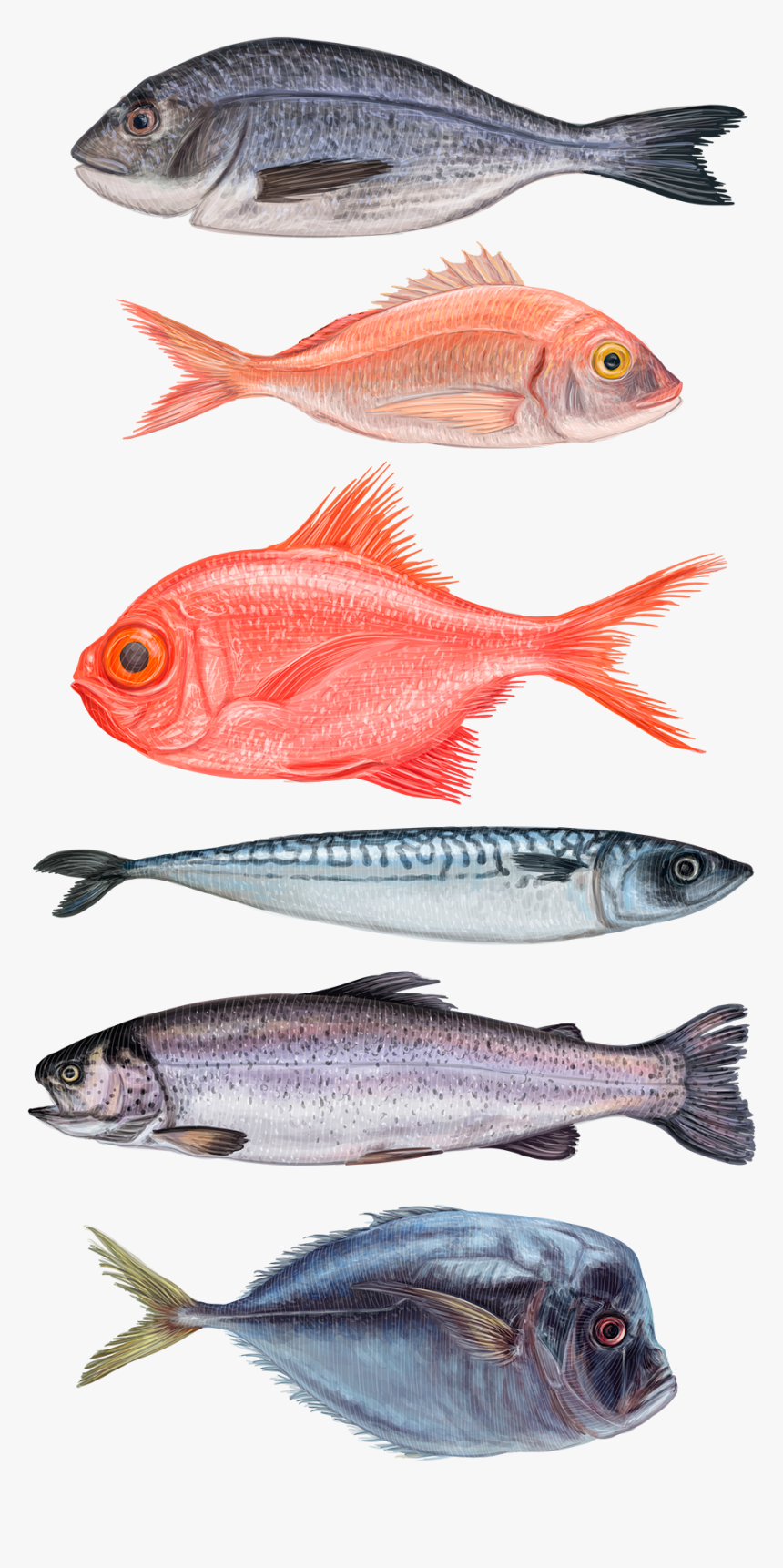 Seafood Illustrations, HD Png Download, Free Download