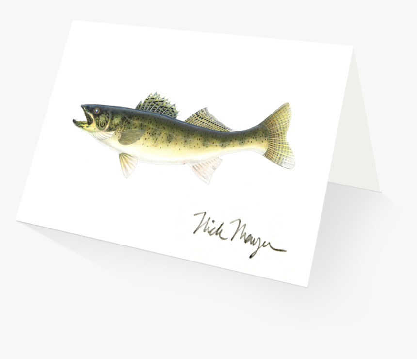 Walleye - Trout, HD Png Download, Free Download