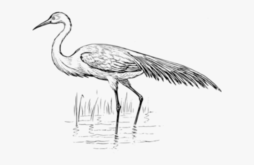 Egret Clipart Crane Bird - Blue Crane Black And White Clipart, HD Png Download, Free Download