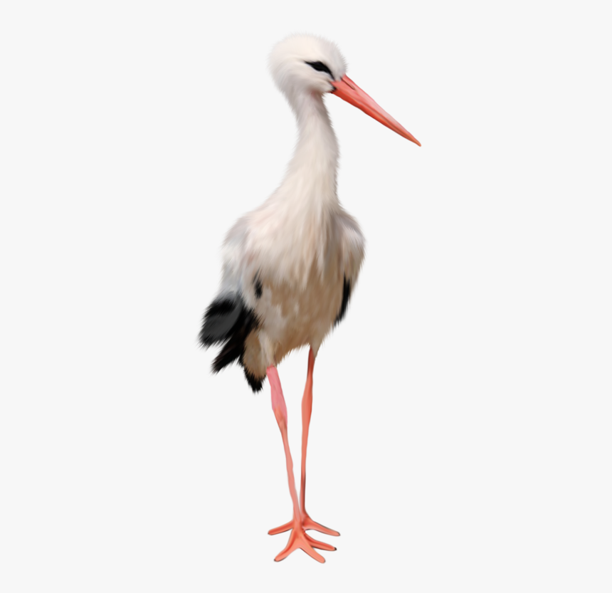 Free Download Of Stork Png In High Resolution - Stork .png, Transparent Png, Free Download