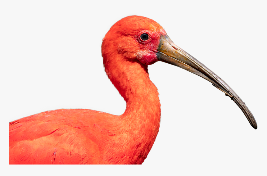 Scarlet Ibis, Bird, Nature, Crane, Beak, Ibis, Wildlife - Scarlet Ibis Beak, HD Png Download, Free Download