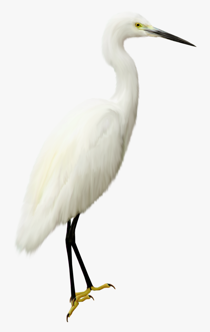 Heron Transparent Png - White Crane White Background, Png Download, Free Download