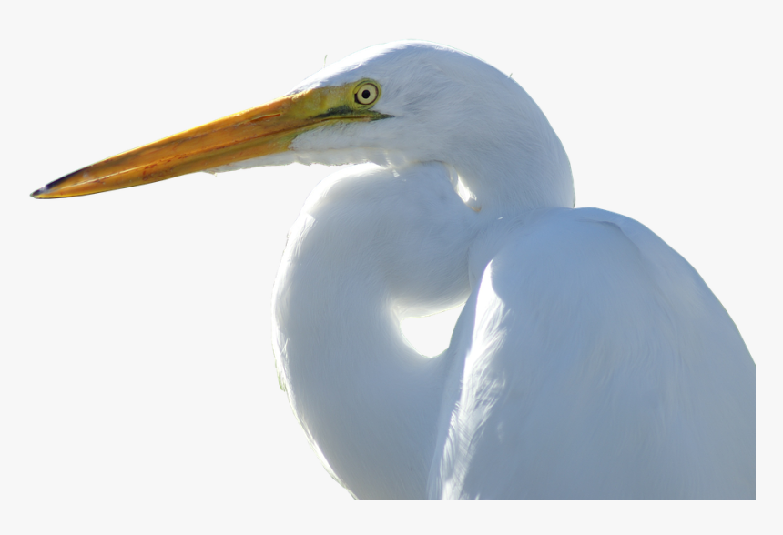 Canvas Print Fly Bird Crane Animal World Migratory - Snowy Egret Transparent, HD Png Download, Free Download