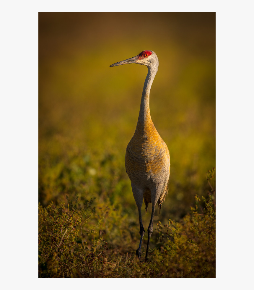 Sandhill Crane, HD Png Download, Free Download