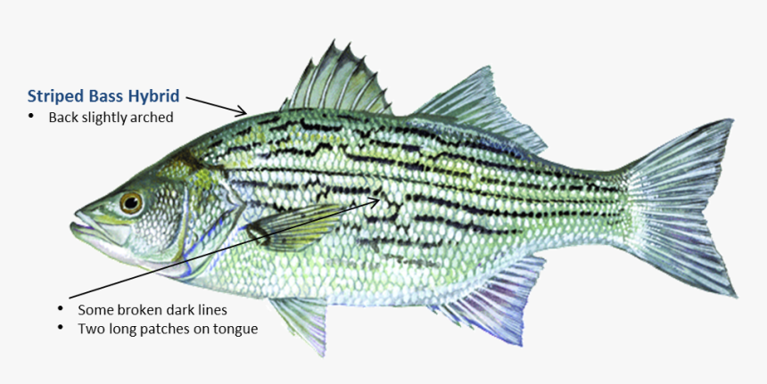 Striped Bass Hybrid - Hybrid Bass, HD Png Download, Free Download