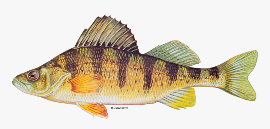 Illustration Of A Yellow Perch, HD Png Download, Free Download