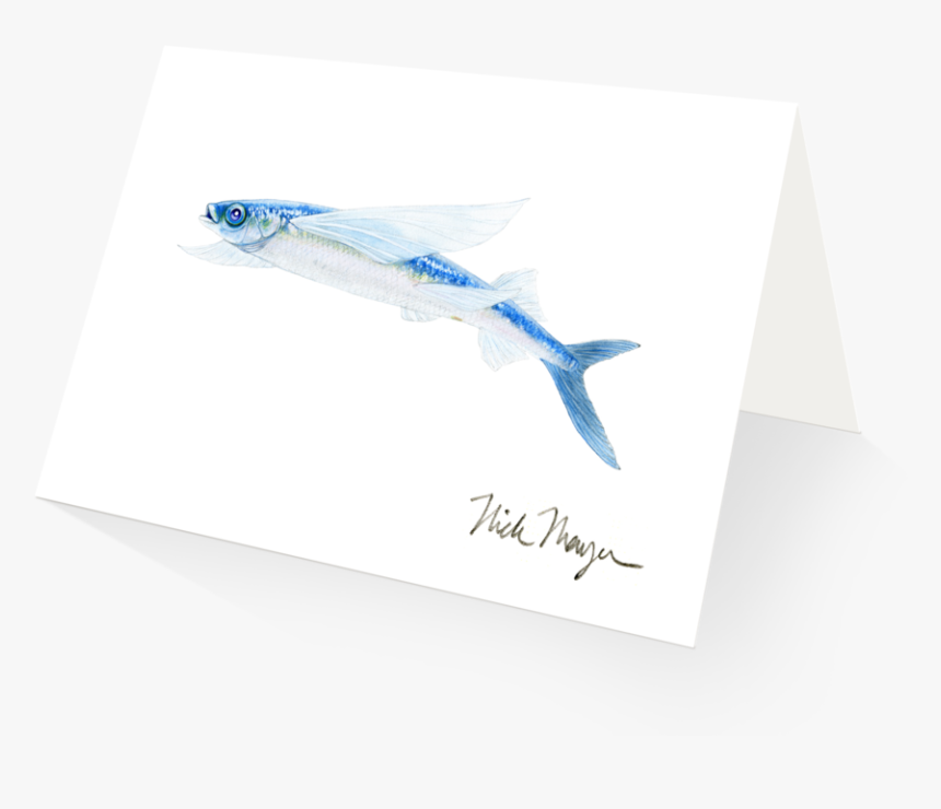 California Flying Fish - Mackerel, HD Png Download, Free Download