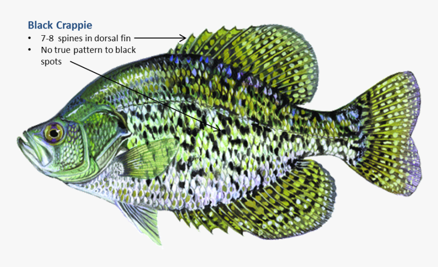 Black Crappie White Crappie Rainbow Trout Largemouth - Freshwater Fish In Oklahoma, HD Png Download, Free Download