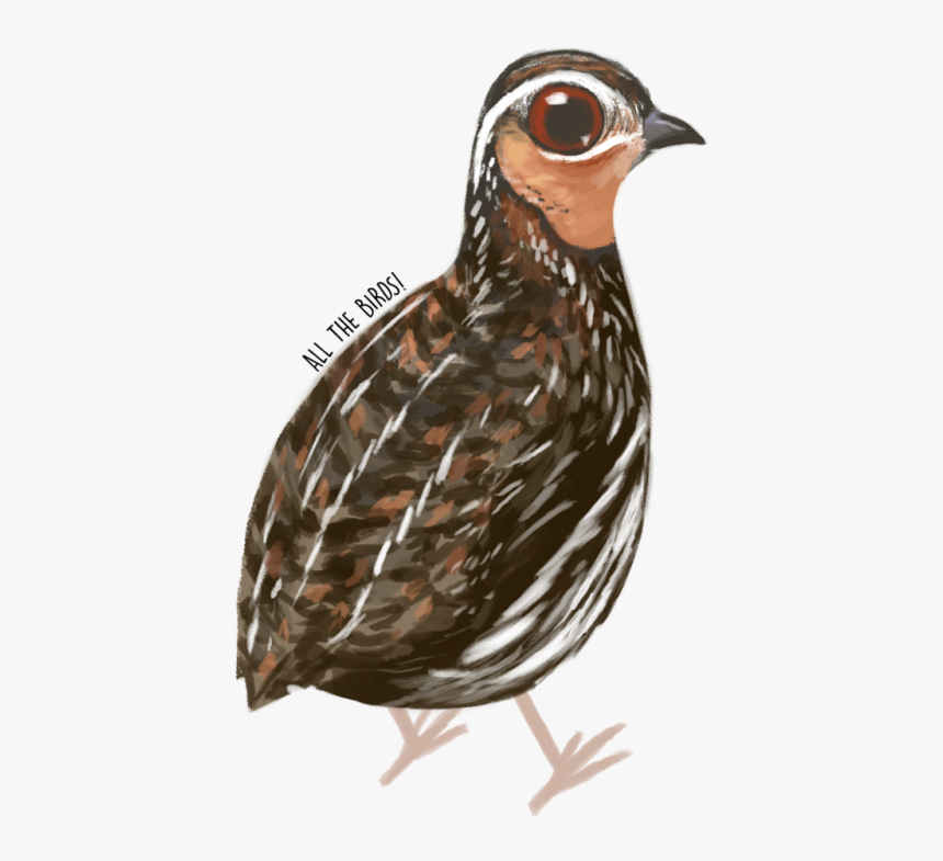 Stubble Quail Coturnix Pectoralis - Turkey, HD Png Download, Free Download