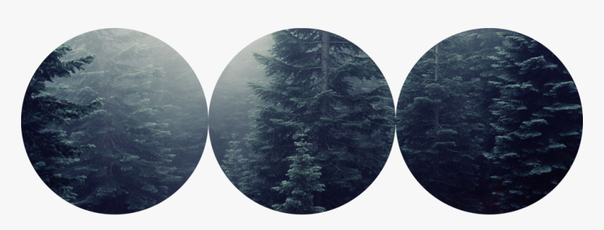 Misty Woods Tri Circle Divider F2u By Herpersona-dbltr6t - Christmas Tree, HD Png Download, Free Download